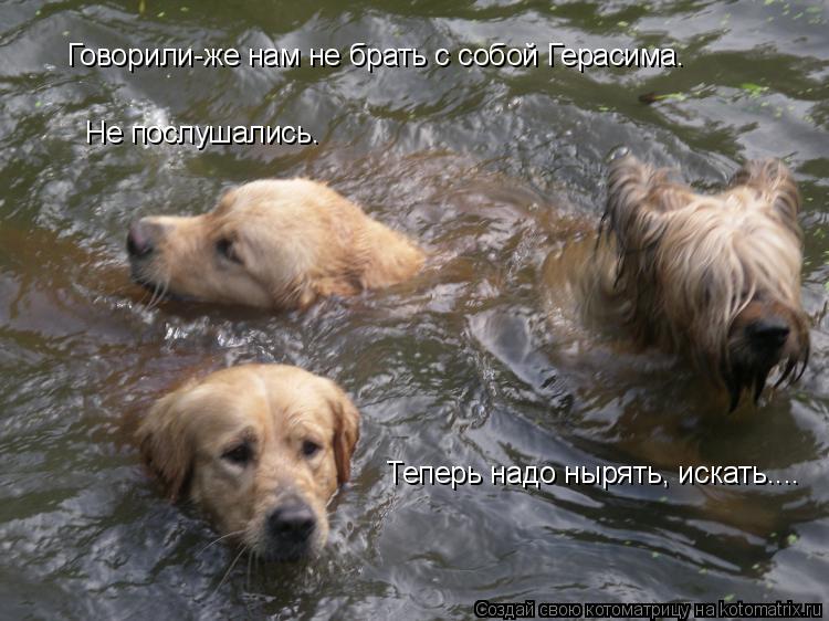 Котоматрица: Говорили-же нам не брать с собой Герасима. Не послушались. Теперь надо нырять, искать....