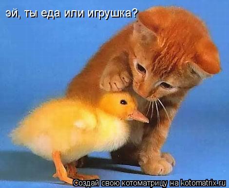 Котоматрица: эй, ты еда или игрушка?