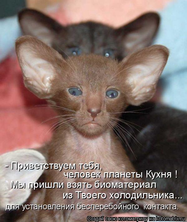 - Приветствуем тебя, человек планеты Кухня ! Мы пришли взять биоматериал из Твоего холодильника... д... Котоматрица: - Приветствуем тебя, человек планеты Кухня ! Мы пришли взять биоматериал из Твоего холодильника... для установления бесперебойного контакт