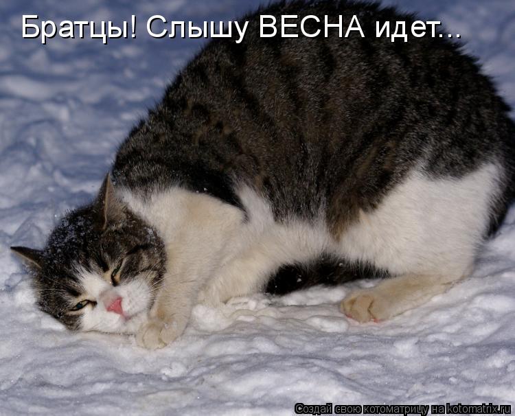 Котоматрица: Братцы! Слышу ВЕСНА идет...