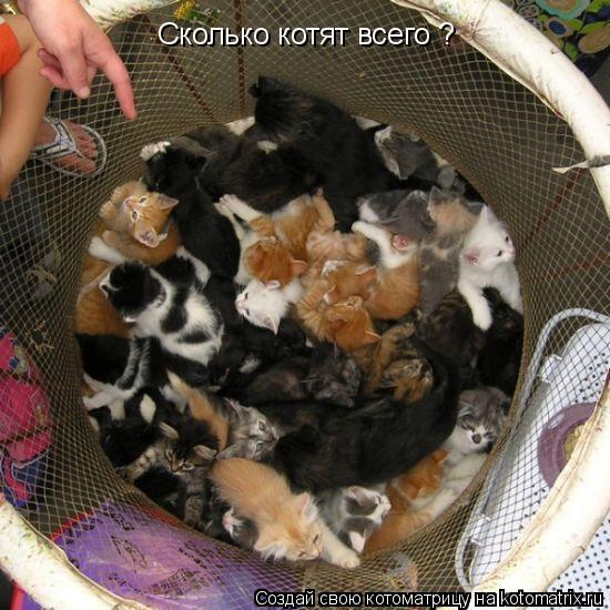 Котоматрица: Сколько котят всего ?