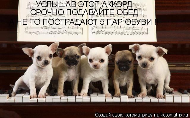 Котоматрица: - УСЛЫШАВ ЭТОТ АККОРД СРОЧНО ПОДАВАЙТЕ ОБЕД ! А НЕ ТО ПОСТРАДАЮТ 5 ПАР ОБУВИ !!!