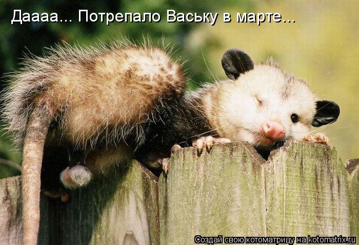 Даааа... Потрепало Ваську в марте...... Котоматрица: Даааа... Потрепало Ваську в марте...