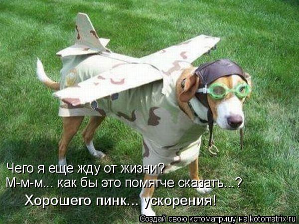 Котоматрица: Чего я еще жду от жизни? М-м-м... как бы это помягче сказать...? Хорошего пинк... ускорения!