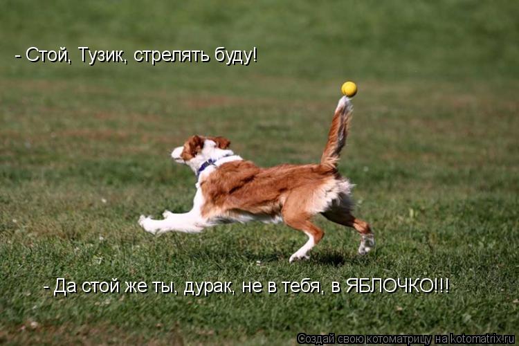 Котоматрица: - Стой, Тузик, стрелять буду! - Да стой же ты, дурак, не в тебя, в ЯБЛОЧКО!!!