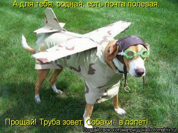Котоматрица: А для тебя, родная, есть почта полевая. Прощай! Труба зовет, Собаки — в полет!