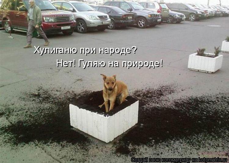 Хулиганю при народе? Нет! Гуляю на природе!... Котоматрица: Хулиганю при народе? Нет! Гуляю на природе!