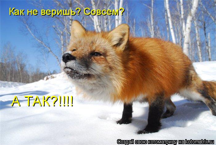 Котоматрица: Как не веришь? Совсем? А ТАК?!!!!