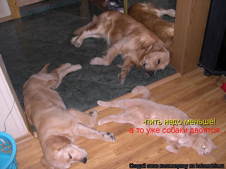 Котоматрица: -пить надо меньше! -а то уже собаки двоятся...