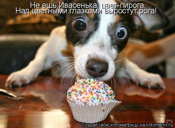 Котоматрица: Не ешь,Ивасенька, цвет-пирога. Над цветными глазками выростут рога!