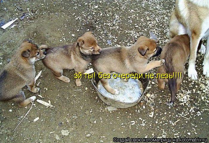 Котоматрица: эй ты! без очереди не лезь!!!!