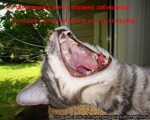 Котоматрица: Ах так говориш,мяч в корзину забиваешь! А спорим сосиской мне в рот не попадёш?