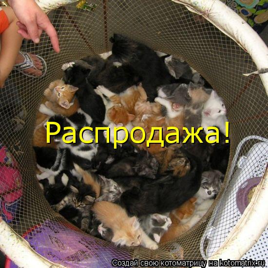 Котоматрица: Распродажа!