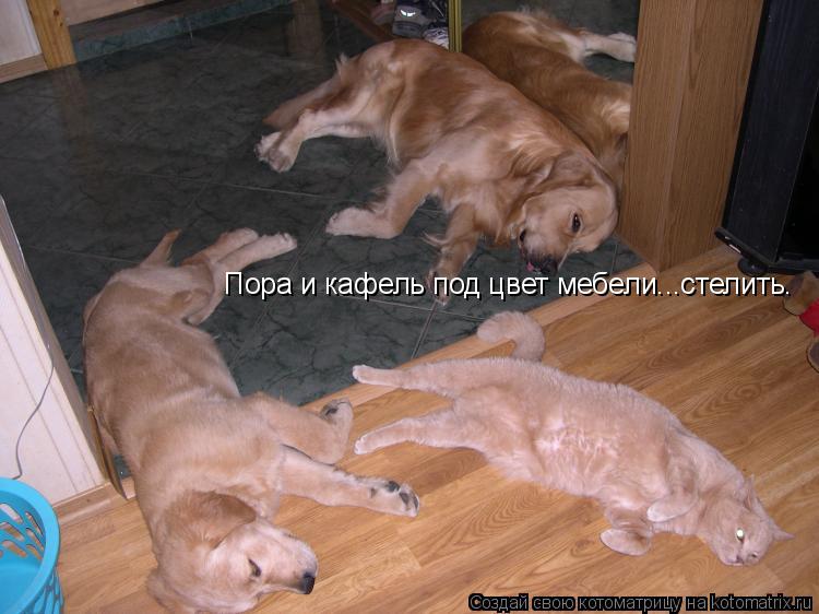 Котоматрица: Пора и кафель под цвет мебели...стелить.