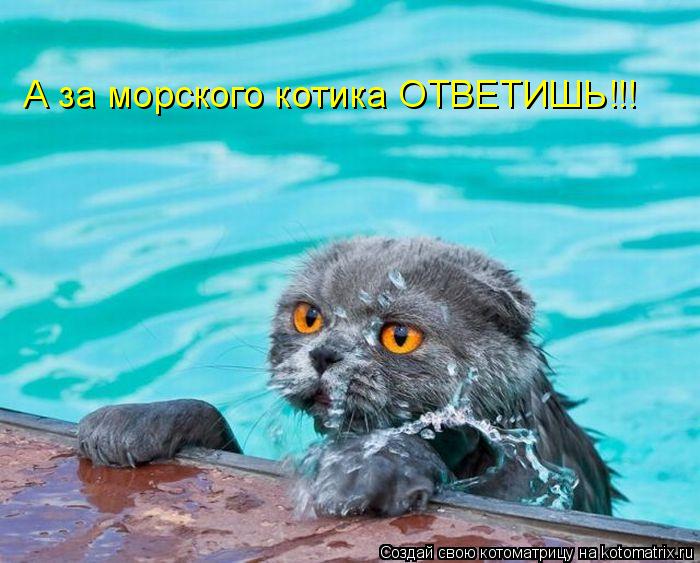 Котоматрица: А за морского котика ОТВЕТИШЬ!!!