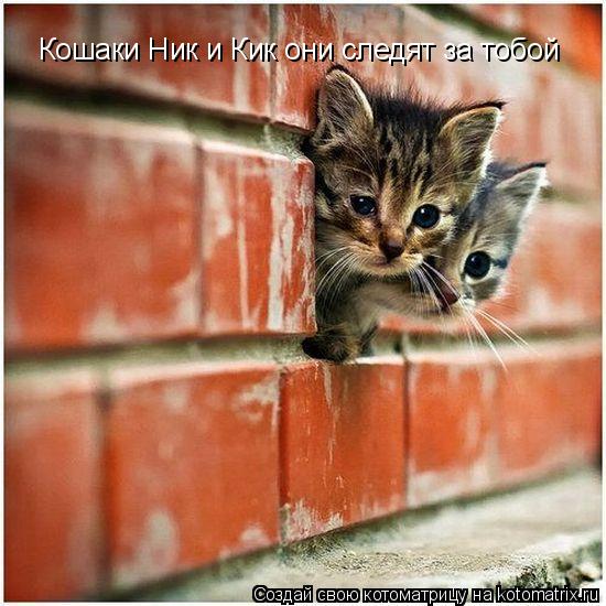 Котоматрица: Кошаки Ник и Кик они следят за тобой