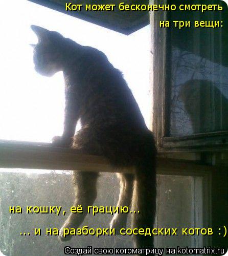 Котоматрица: Кот может бесконечно смотреть на кошку, её грацию... ... и на разборки соседских котов :) на три вещи: