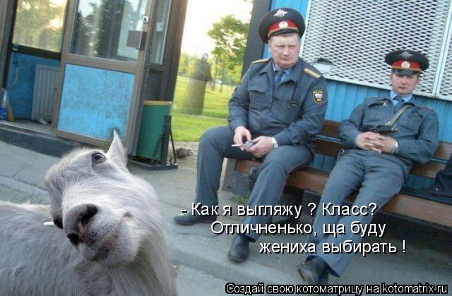 Котоматрица: - Как я выгляжу ? Класс?  Отличненько, ща буду жениха выбирать !