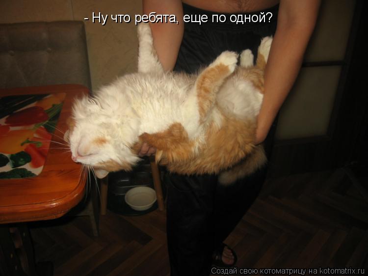 Котоматрица: - Ну что ребята, еще по одной?