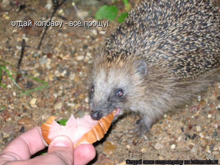 Котоматрица: отдай колбасу - всё прощу!