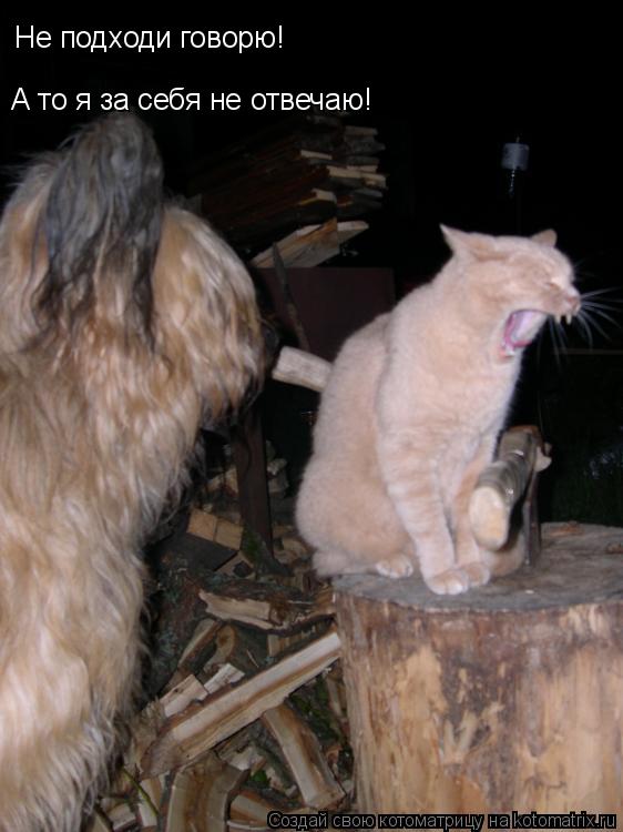 Котоматрица: Не подходи говорю!  А то я за себя не отвечаю!
