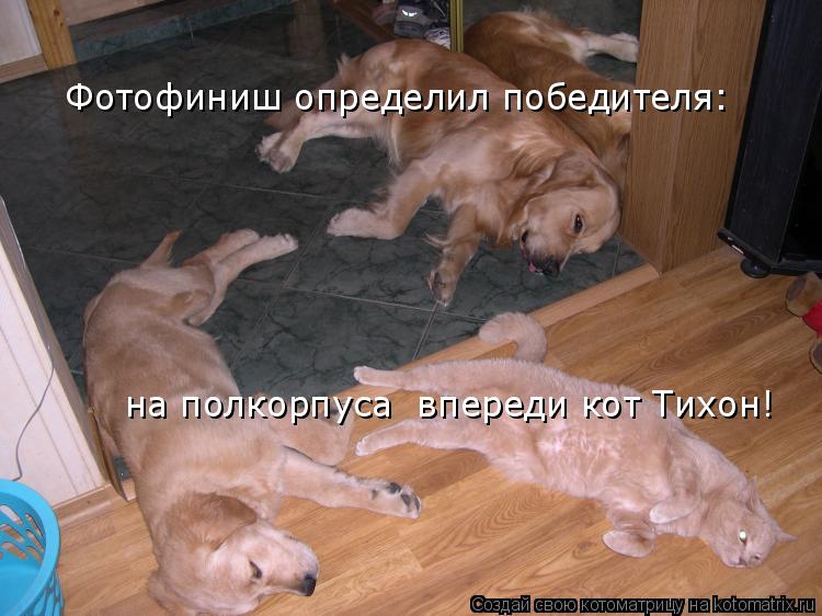 Фотофиниш определил победителя: на полкорпуса впереди кот Тихон!... Котоматрица: Фотофиниш определил победителя: на полкорпуса впереди кот Тихон!