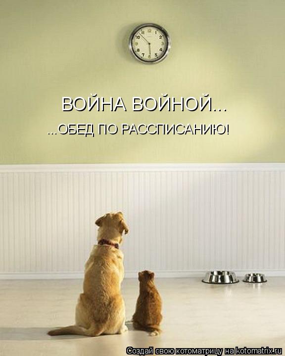 Котоматрица: ВОЙНА ВОЙНОЙ... ...ОБЕД ПО РАССПИСАНИЮ!