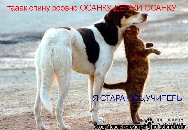Котоматрица: тааак спину роовно ОСАНКУ ДЕРЖИ ОСАНКУ Я СТАРАЮСЬ,УЧИТЕЛЬ