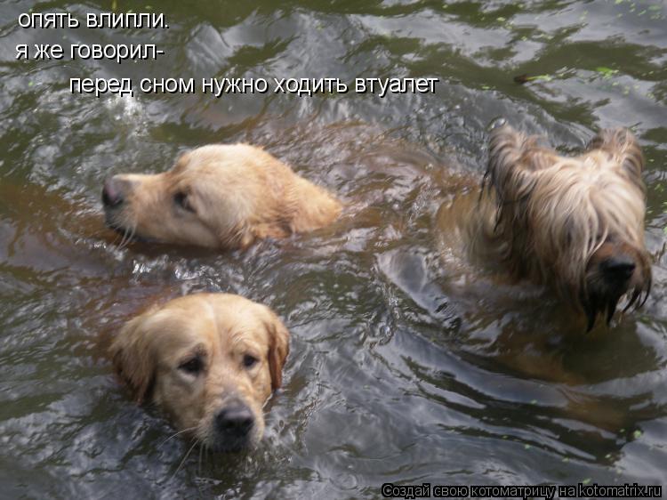Котоматрица: опять влипли. опять влипли. я же говорил- я же говорил- перед сном нужно ходить втуалет