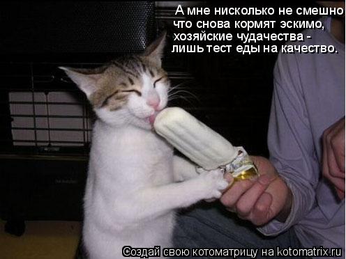 Котоматрица: А мне нисколько не смешно что снова кормят эскимо, хозяйские чудачества - лишь тест еды на качество.