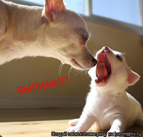 Котоматрица: ВЫПИВАЛ?