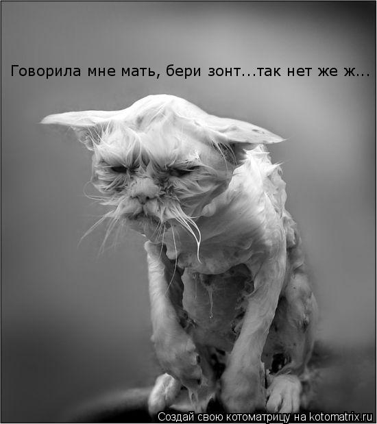 Котоматрица: Говорила мне мать, бери зонт...так нет же ж...