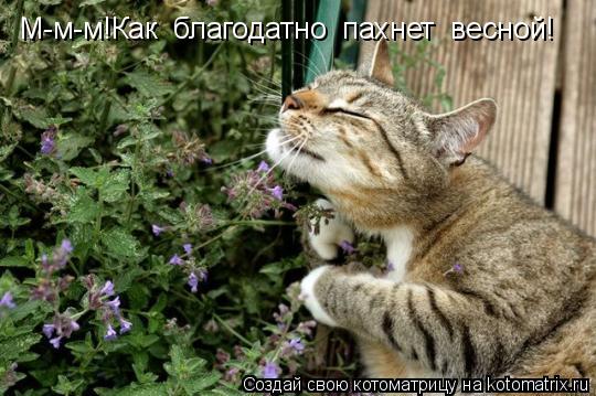 Котоматрица: М-м-м!Как  благодатно  пахнет  весной!