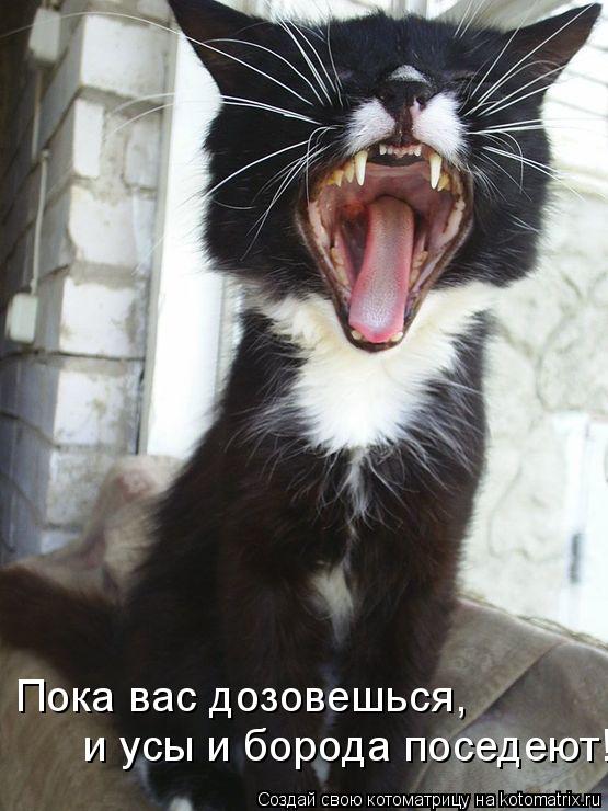 Пока вас дозовешься, и усы и борода поседеют!... Котоматрица: Пока вас дозовешься, и усы и борода поседеют!