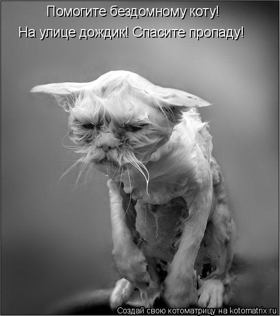 Котоматрица: Помогите бездомному коту! На улице дождик! Спасите пропаду!