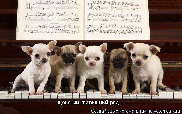 Котоматрица: щенячий клавишный ряд.... щенячий клавишный ряд....