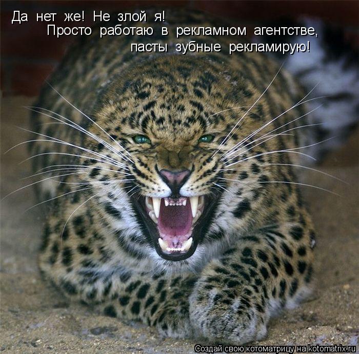 Котоматрица: Да  нет  же!  Не  злой  я! Просто  работаю  в  рекламном  агентстве, пасты  зубные  рекламирую!