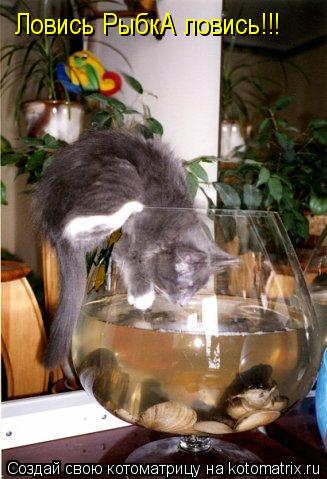 Котоматрица: Ловись РыбкА ловись!!!