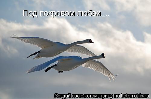 Котоматрица: Под покровом любви....