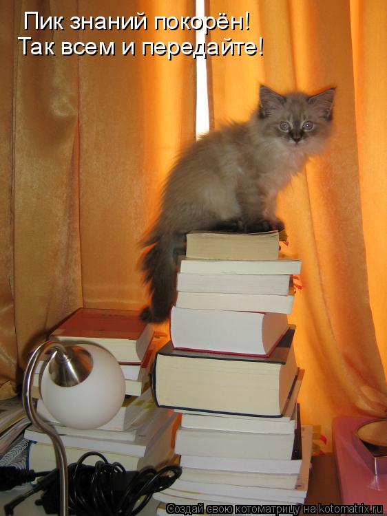 Котоматрица: Пик знаний покорён!  Так всем и передайте!