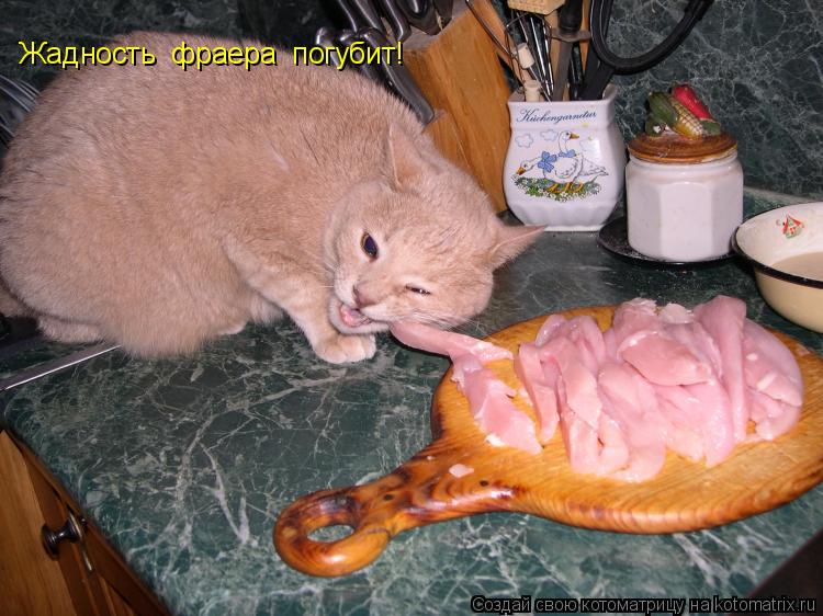 Котоматрица: Жадность  фраера  погубит!