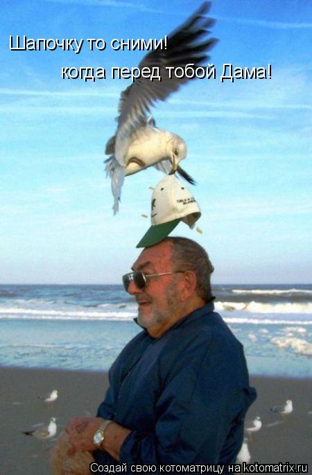 Котоматрица: Шапочку то сними! когда перед тобой Дама!