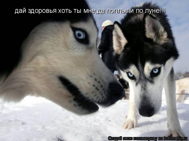 Котоматрица: дай здоровья хоть ты мне, дай здоровья хоть ты мне,да поплыли по луне!!!