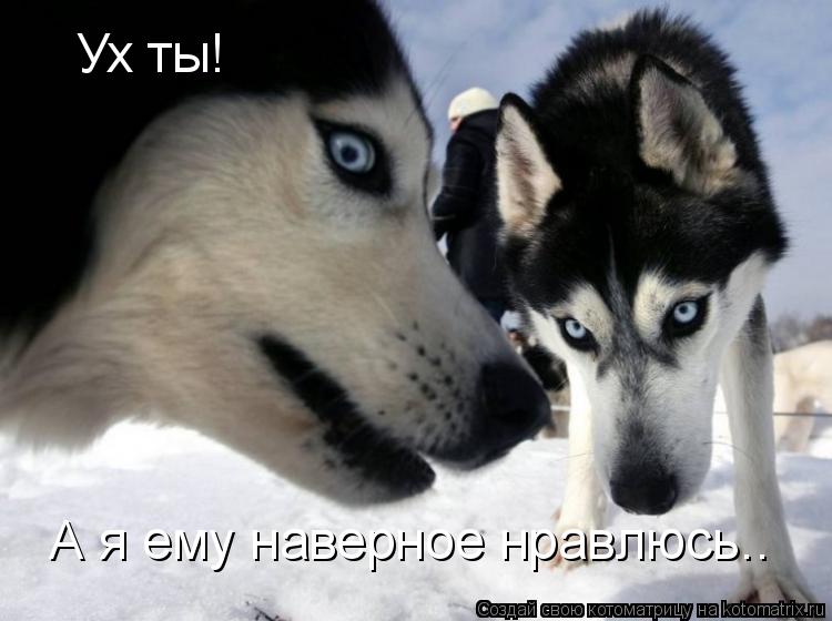 Котоматрица: Ух ты! А я ему наверное нравлюсь..