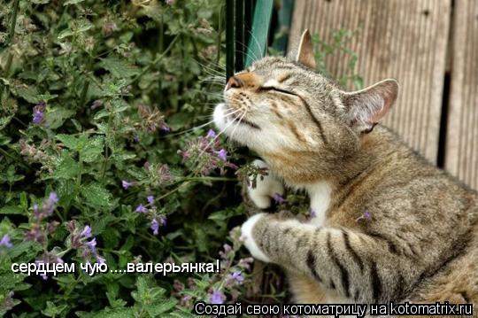 Котоматрица: сердцем чую....валерьянка!