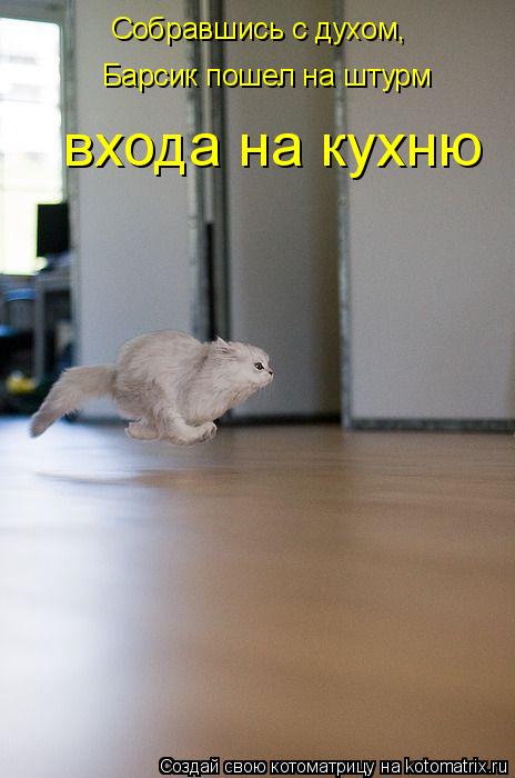 Котоматрица: Собравшись с духом, Барсик пошел на штурм входа на кухню