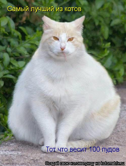 Котоматрица: Самый лучший из котов Тот что весит 100 пудов