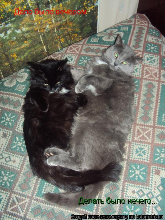 Котоматрица: Дело было вечером Делать было нечего....