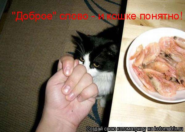 "Доброе" слово - и кошке понятно!... Котоматрица: "Доброе" слово - и кошке понятно!