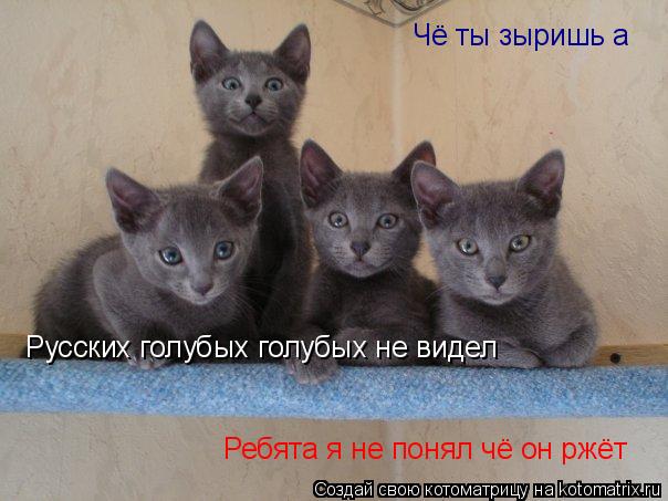 Котоматрица: Чё ты зыришь а Русских голубых голубых не видел Ребята я не понял чё он ржёт